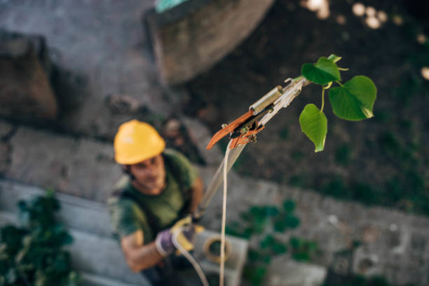 The Steps Involved in Our Tree Care Process in Leeds, AL